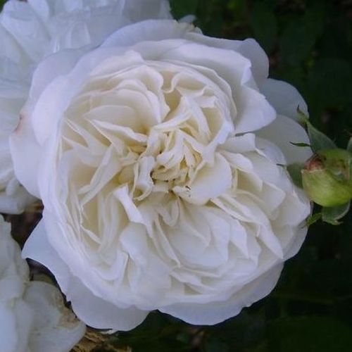 Rozen bestellen en bezorgen - floribunda roos - wit - Rosa Weisse Gruss an Aachen™ - zacht geurende roos - Max Vogel - Elegante, doorbloeiende Floribunda roos met extra gevulde en grote bloemen in trossen.